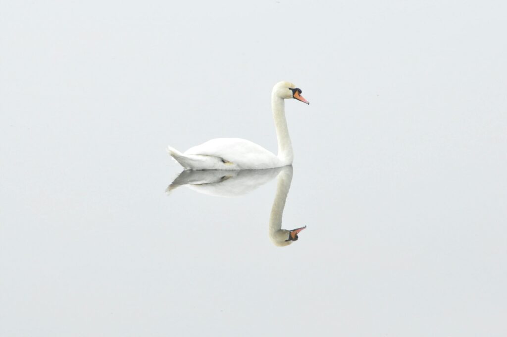 Graceful swan mirrored on serene water, showcasing pure elegance and tranquility.